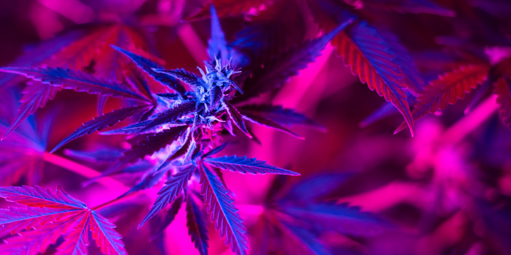 Cannabis Dependence Does Not Look Like Addiction, Until You Try to Stop